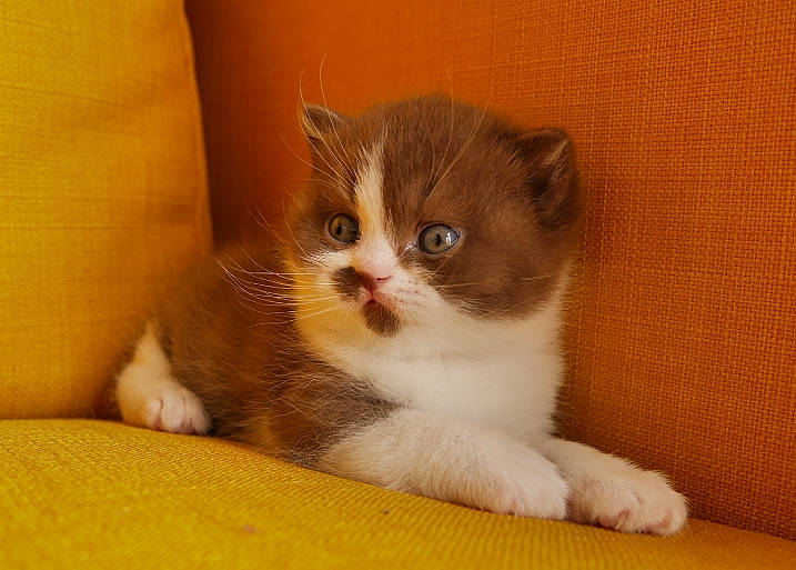 Calista a rejoint le concours — aidez-le/la à gagner de superbes lots ! box, carnivore, cat, cat_supply, claw, comfort, domestic_short_haired_cat, fawn, felidae, fur, hardwood, paw, pet_supply, small_to_medium_sized_cats, snout, tail, terrestrial_animal, whiskers, window, wood