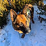 dog, german_shepherd, snow, outdoor, winter, leash, harness, bushes, sunlight, animal, pet, nature, canine, fur, alert, walking, cold, daytime, mammal, looking_away