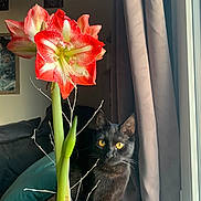 Kanda participe au concours pour gagner de l'argent avec cette photo : cat, black_cat, flower, amaryllis, plant, potted_plant, window, curtain, indoor, yellow_eyes, green_leaf, stem, pot, home_decor, natural_light, curious, pet, feline, cozy, living_room
