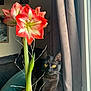 cat, black_cat, flower, amaryllis, plant, potted_plant, window, curtain, indoor, yellow_eyes, green_leaf, stem, pot, home_decor, natural_light, curious, pet, feline, cozy, living_room