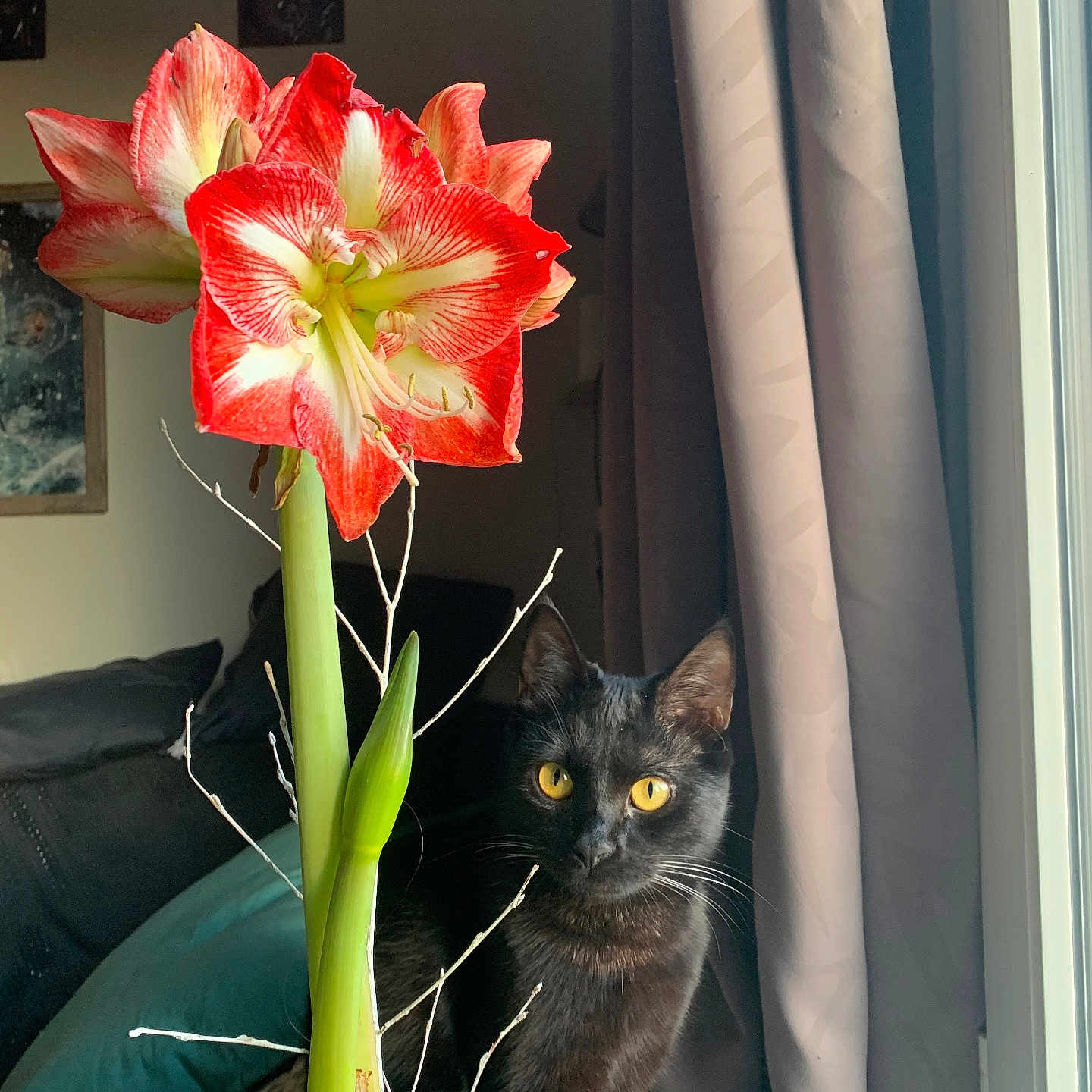 Kanda participe au concours pour gagner de l'argent avec cette photo : amaryllis, black_cat, cat, cozy, curious, curtain, feline, flower, green_leaf, home_decor, indoor, living_room, natural_light, pet, plant, pot, potted_plant, stem, window, yellow_eyes