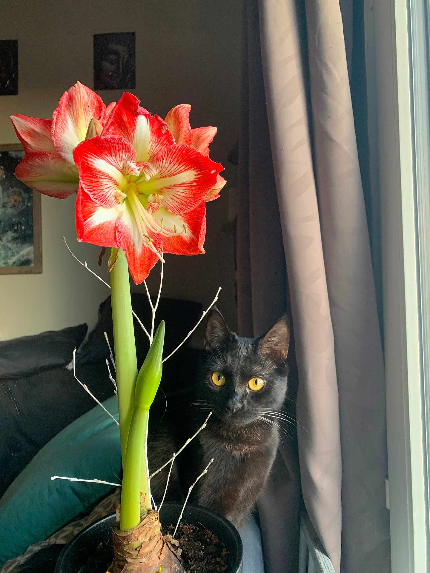 Kanda participe au concours pour gagner de l'argent avec cette photo : cat, black_cat, flower, amaryllis, plant, potted_plant, window, curtain, indoor, yellow_eyes, green_leaf, stem, pot, home_decor, natural_light, curious, pet, feline, cozy, living_room