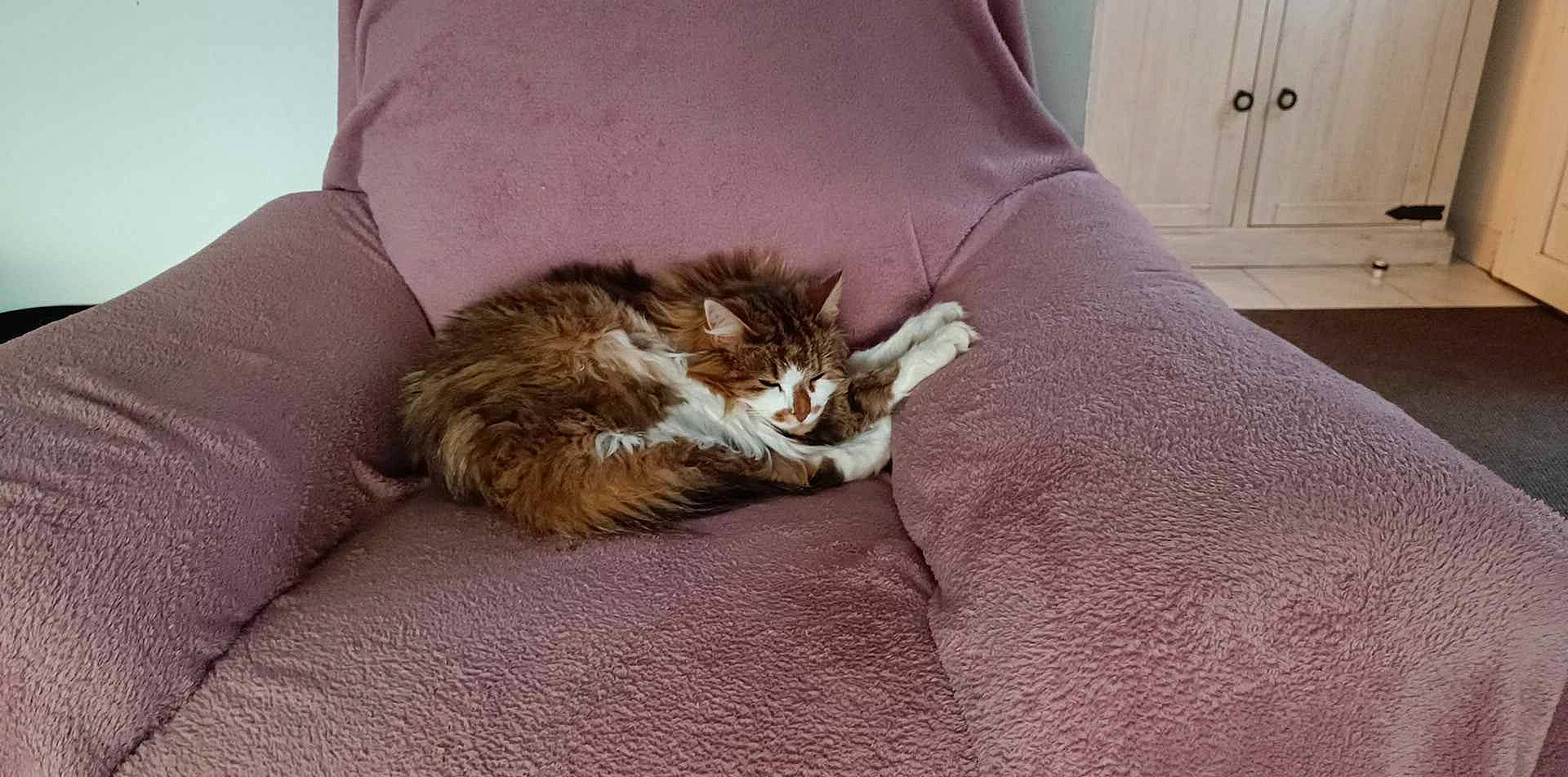 Muffing participe au concours pour gagner de l'argent avec cette photo : bedding, cabinetry, carnivore, cat, claw, comfort, cupboard, domestic_short_haired_cat, door, fawn, felidae, fur, hardwood, linens, paw, room, small_to_medium_sized_cats, tail, whiskers, wood