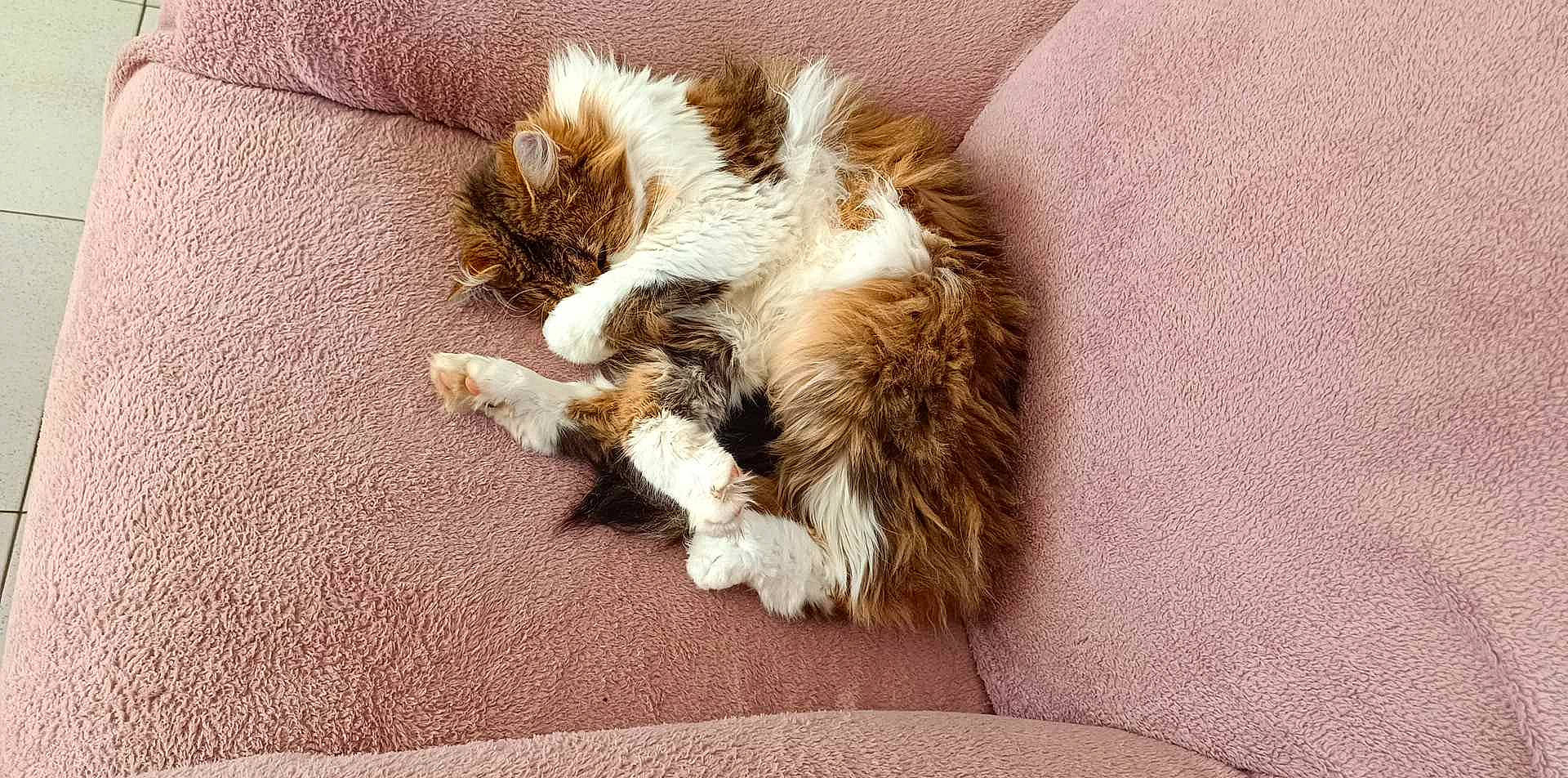 Muffing participe au concours pour gagner de l'argent avec cette photo : canidae, carnivore, cat, claw, comfort, companion_dog, dog_breed, fawn, felidae, foot, fur, nap, paw, sleep, small_to_medium_sized_cats, snout, sporting_group, tail, terrestrial_animal, whiskers