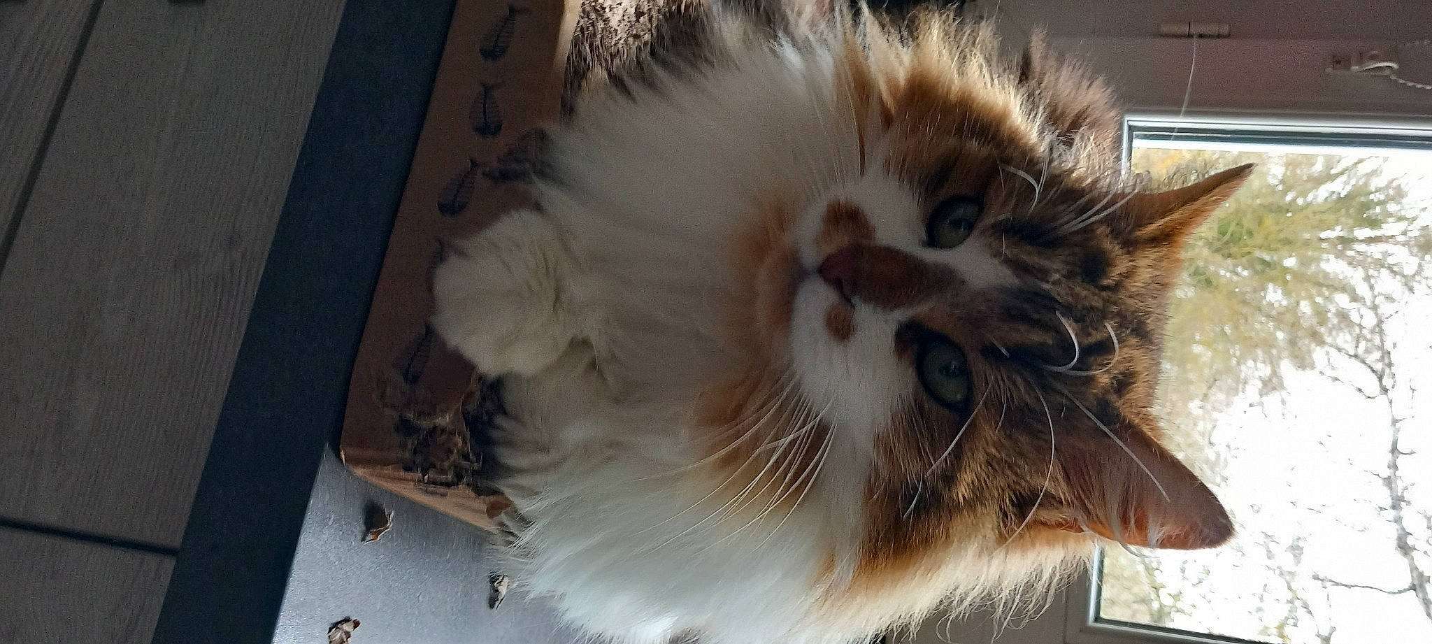 Muffing participe au concours pour gagner de l'argent avec cette photo : british_longhair, carnivore, cat, claw, companion_dog, fang, fashion_accessory, fawn, feather, felidae, fur, paw, ragdoll, small_to_medium_sized_cats, tail, terrestrial_animal, whiskers, window