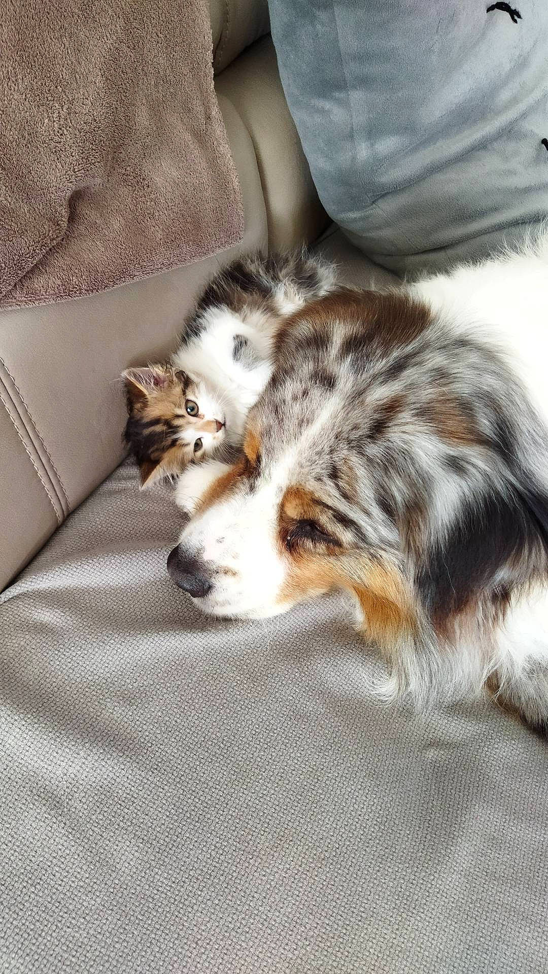 Jagger a rejoint le concours — aidez-le/la à gagner de superbes lots ! canidae, carnivore, claw, comfort, companion_dog, couch, dog, dog_breed, domestic_short_haired_cat, felidae, foot, fur, nap, paw, small_to_medium_sized_cats, sporting_group, terrestrial_animal, whiskers, wildlife, working_dog