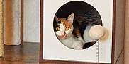 Kairi a rejoint le concours — aidez-le/la à gagner de superbes lots ! cat, calico_cat, cat_tree, wooden_cabinet, toy_ball, spring_toy, pet, indoor, feline, curious, cozy, cubby, fur, animal, domestic_animal, yellow_eyes, resting, home_interior, wood, furniture
