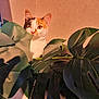 Kairi a rejoint le concours — aidez-le/la à gagner de superbes lots ! cat, calico, plant, monstera, leaf, green, indoor, pet, curious, animal, feline, whiskers, ears, eyes, nature, houseplant, closeup, background, shadow, light