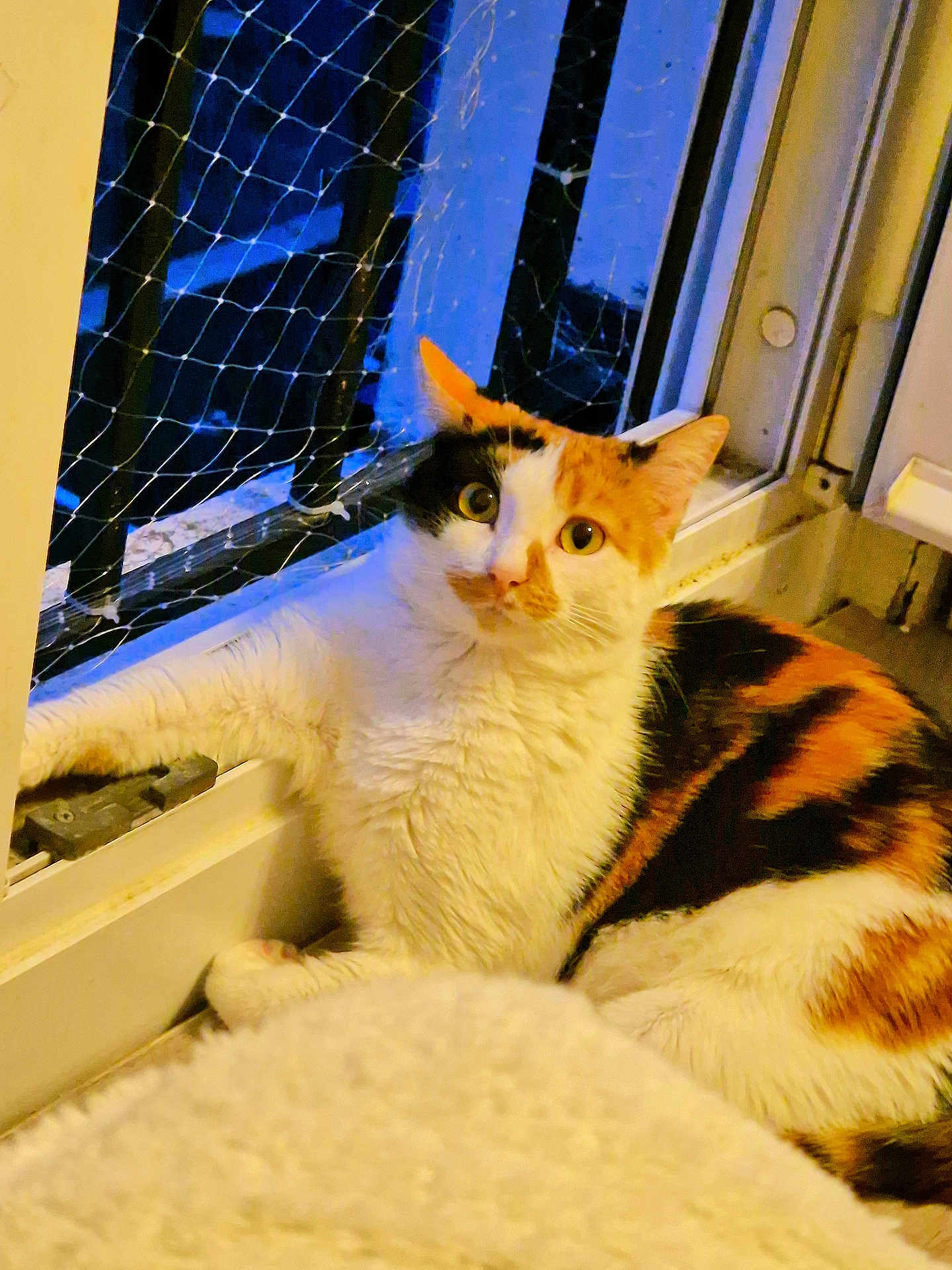 Kairi participe au concours pour gagner de l'argent avec cette photo : cat, calico_cat, window, indoor, pet, animal, fur, paw, curious, resting, cozy, netting, evening, fluffy, domestic_cat, looking, closeup, mammal, whiskers, relaxing