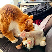Kairi participe au concours pour gagner de l'argent avec cette photo : cat, cats, orange_tabby, calico_cat, pet, playing, couch, indoor, furniture, paw, whiskers, fur, collar, relaxed, cute, domestic_animal, animal, mammal, home, cozy