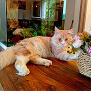 Zephyr a rejoint le concours — aidez-le/la à gagner de superbes lots ! cat, fluffy_cat, flower_basket, wooden_table, fish_tank, goldfish, indoor, pet, curious, relaxed, feline, home, decor, living_room, plant, tabletop, animal, domestic_cat, orange_cat, paw