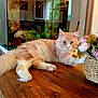 cat, fluffy_cat, flower_basket, wooden_table, fish_tank, goldfish, indoor, pet, curious, relaxed, feline, home, decor, living_room, plant, tabletop, animal, domestic_cat, orange_cat, paw