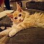 cat, fluffy, orange_cat, white_cat, indoor, couch, furniture, pet, relaxed, stretching, curious, wide_eyes, paw, ear, living_room, towel, wooden_floor, cozy, domestic, animal