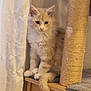kitten, cat, fluffy, scratching_post, wooden_platform, curtain, indoor, pet, feline, young_cat, sitting, curious, calm, fur, whiskers, ears, tail, closeup, home, cozy