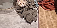 Zephyr a rejoint le concours — aidez-le/la à gagner de superbes lots ! cat, coat, floor, clothing, fabric, curious, indoor, pet, feline, pattern, wood, mat, pile, texture, domestic, cute, hide, resting, light, shadow