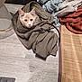 cat, coat, floor, clothing, fabric, curious, indoor, pet, feline, pattern, wood, mat, pile, texture, domestic, cute, hide, resting, light, shadow