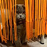 animal, cat, close_up, collar, cozy, curious, cute, domestic_cat, feline, floor, gray_cat, indoor, lighting, orange_strips, pet, plastic_strips, playful, shadow, whiskers, wide_eyes