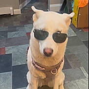 Stoweski is registered to the contest to win money with this photo: dog, white_dog, sunglasses, indoor, floor_tiles, harness, pet, animal, sitting, cool, funny, household, domestic, canine, portrait, casual, companion, cute, indoor_lighting, accessory
