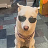 dog, white_dog, sunglasses, indoor, floor_tiles, harness, pet, animal, sitting, cool, funny, household, domestic, canine, portrait, casual, companion, cute, indoor_lighting, accessory