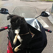 Ivory a rejoint le concours — aidez-le/la à gagner de superbes lots !