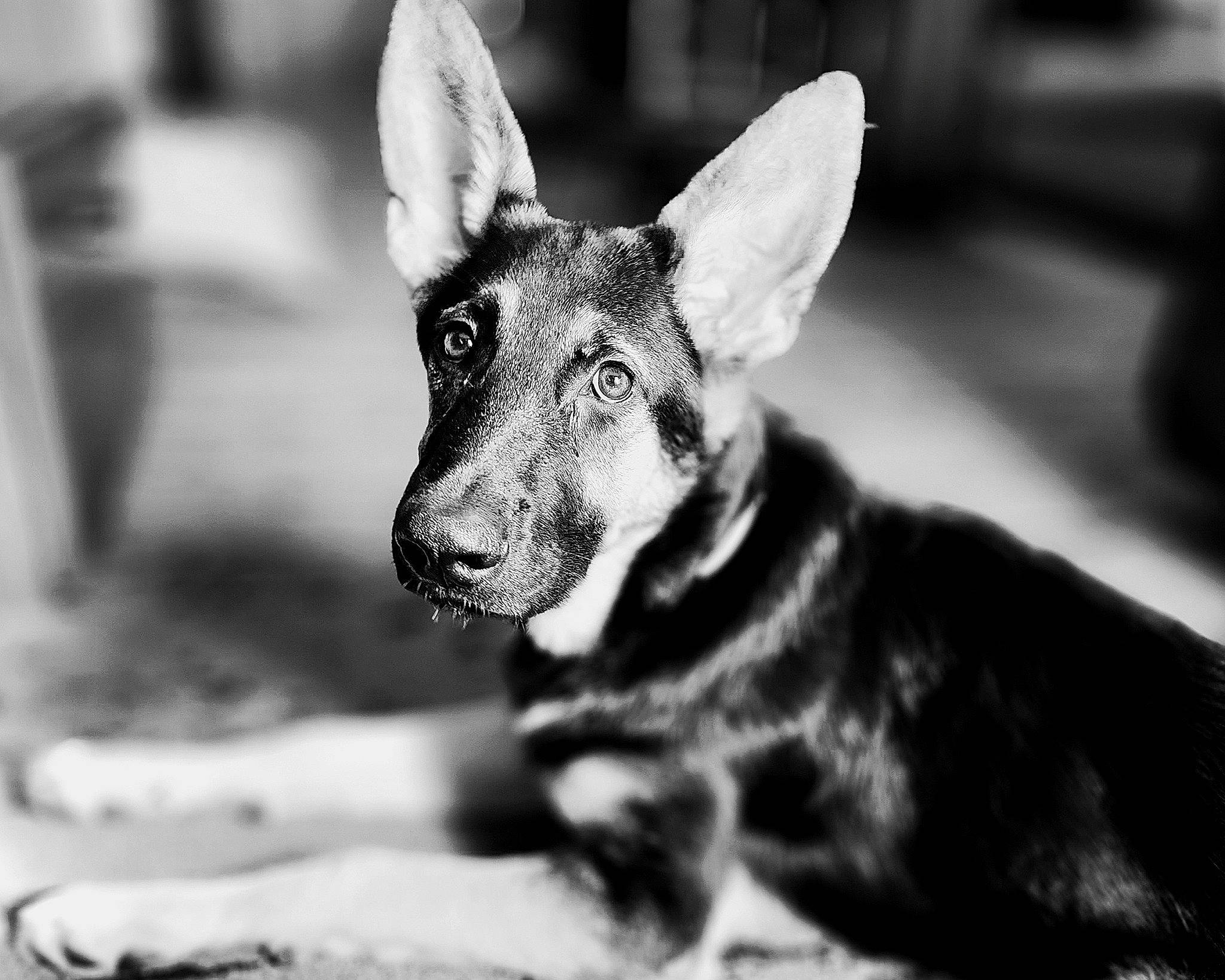 Haven joined the competition — help win amazing prizes! black, black_and_white, canidae, carnivore, close_up, dog, dog_breed, ear, eye, fawn, fur, monochrome, monochrome_photography, photograph, snout, sporting_group, stock_photography, style, whiskers, white