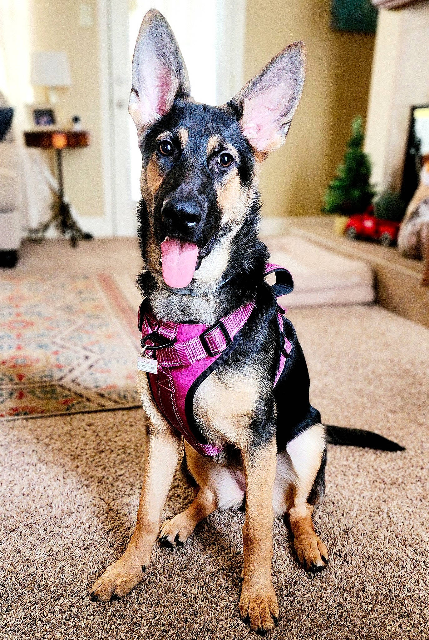 Haven joined the competition — help win amazing prizes! canidae, carnivore, collar, companion_dog, dog, dog_breed, dog_clothes, dog_collar, dog_supply, fashion_accessory, fawn, fur, paw, plant, snout, sporting_group, toy_dog, vehicle, whiskers, working_animal