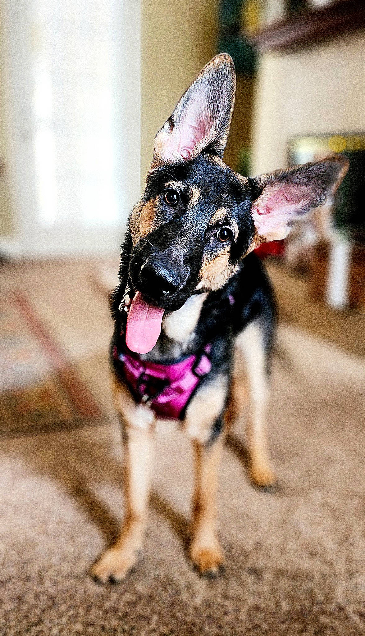 Haven is registered to the contest to win money with this photo: canidae, carnivore, chihuahua, collar, companion_dog, dog, dog_breed, dog_clothes, dog_collar, dog_supply, fashion_accessory, fawn, fur, leash, snout, sporting_group, tail, toy_dog, whiskers, working_animal