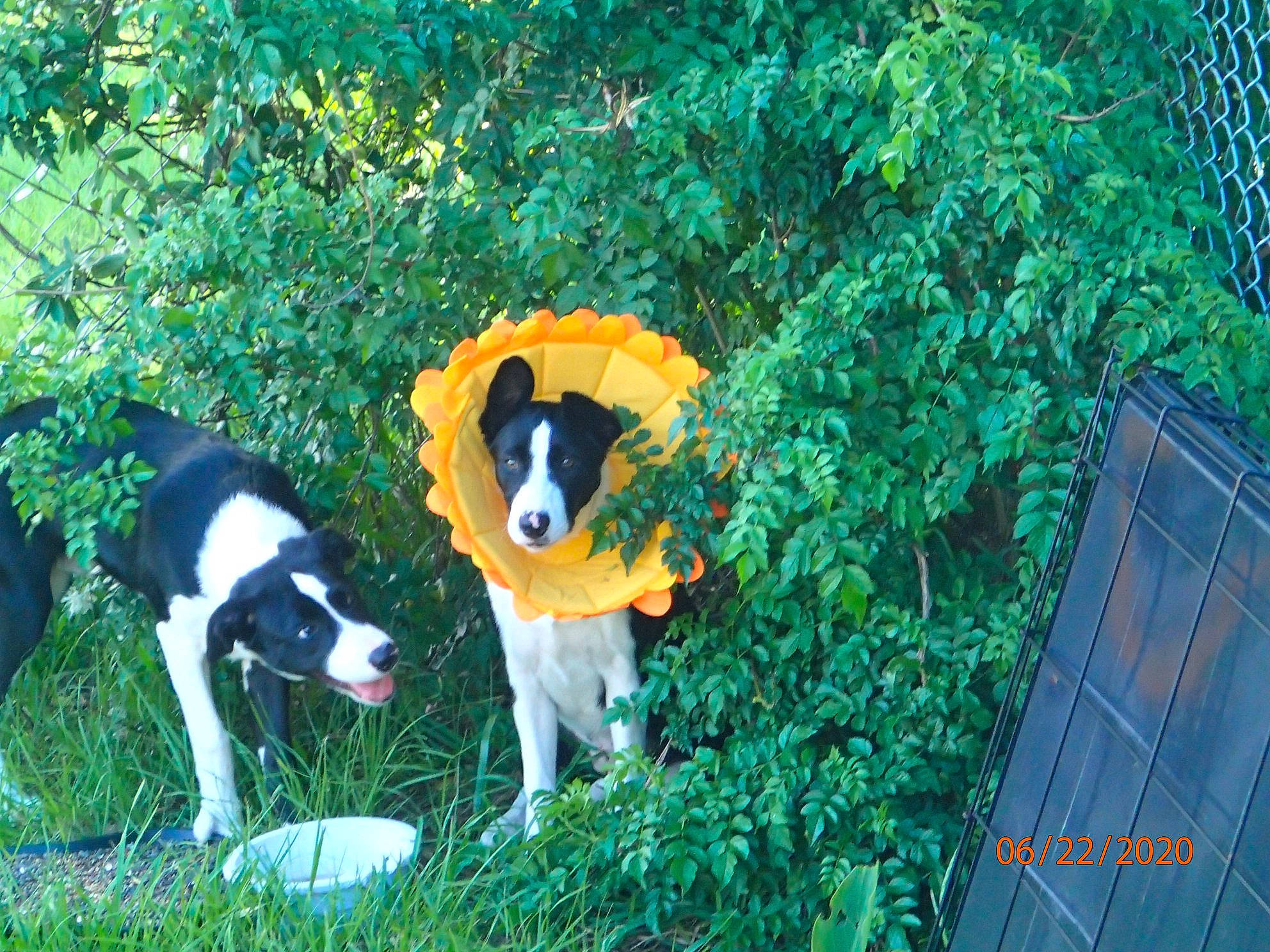 Leo And Prissy is registered to the contest to win money with this photo: canidae, carnivore, cavalier_king_charles_spaniel, companion_dog, dog, dog_breed, dog_sports, grass, green, groundcover, herding_dog, home_fencing, mesh, plant, sporting_group, tail, tree, working_dog