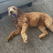 Caramel joined the competition — help win amazing prizes! dog, golden_doodle, curly_fur, brown_fur, fluffy, lying_down, playing, ball, purple_ball, rope_toy, carpet, living_room, couch, indoor, pet, collar, happy, open_mouth, relaxed, portrait