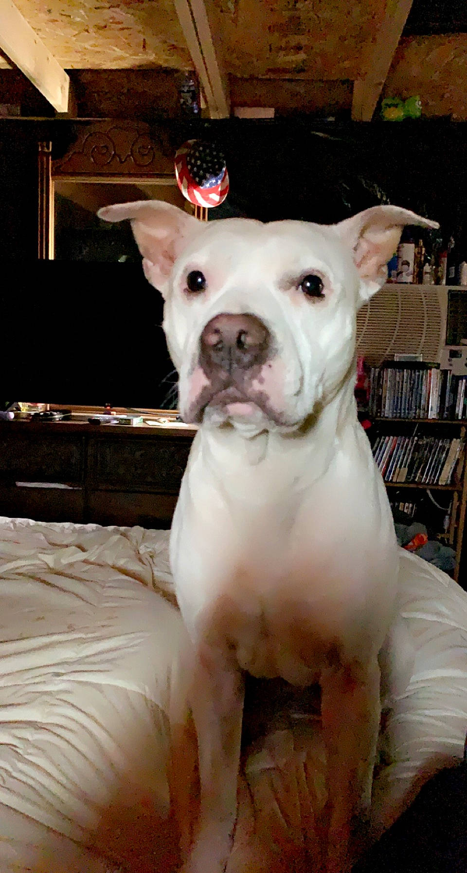 Bane joined the competition — help win amazing prizes! bookcase, canidae, carnivore, collar, companion_dog, cordoba_fighting_dog, dog, dog_breed, dog_collar, dogo_guatemalteco, ear, fawn, head, non_sporting_group, shelf, snout, sporting_group, working_animal