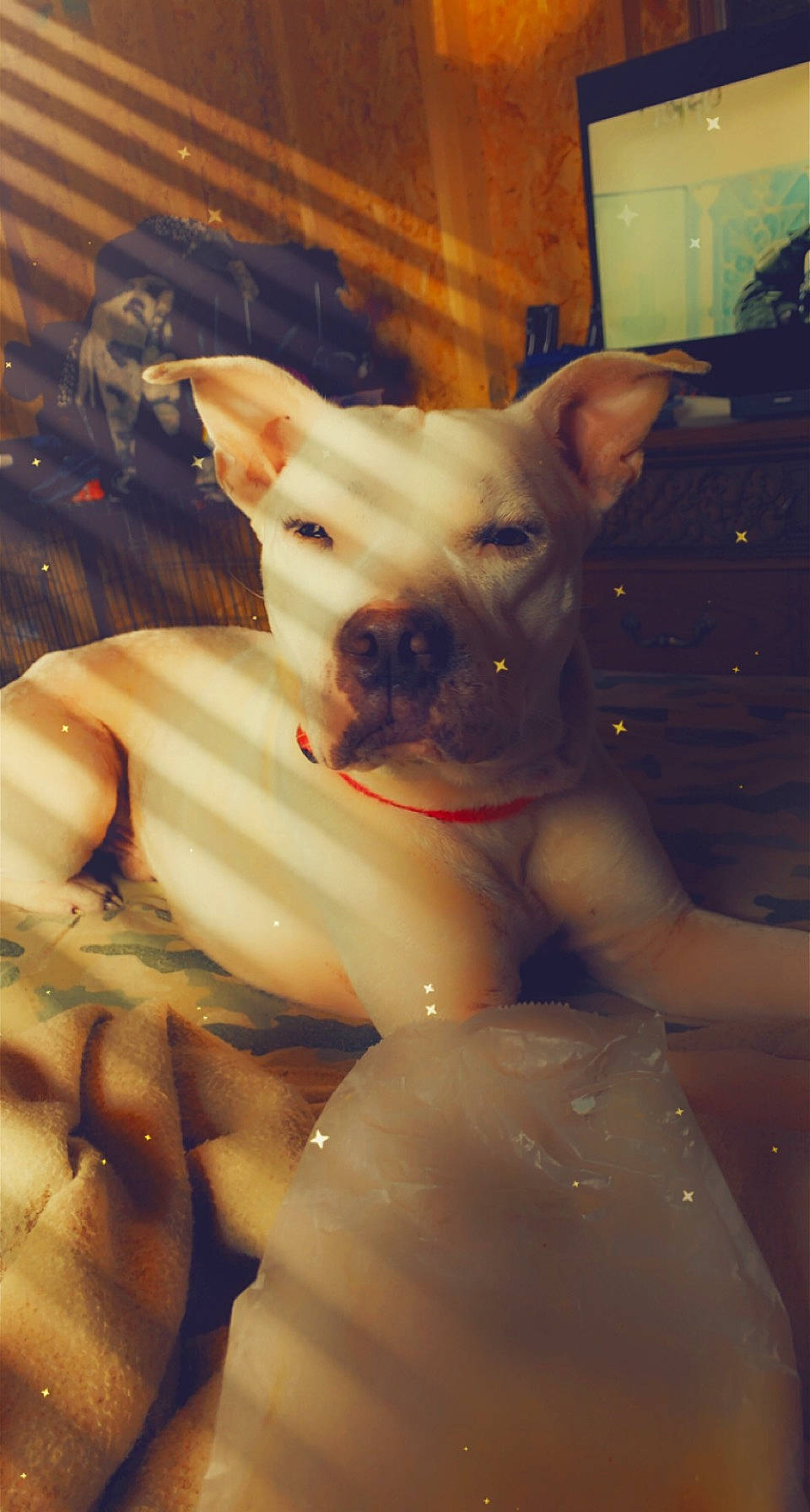 Bane is registered to the contest to win money with this photo: bulldog, canidae, carnivore, collar, comfort, companion_dog, dog, dog_breed, dog_collar, ear, eye, fawn, felidae, head, snout, sporting_group, toy_dog, whiskers, working_animal, wrinkle