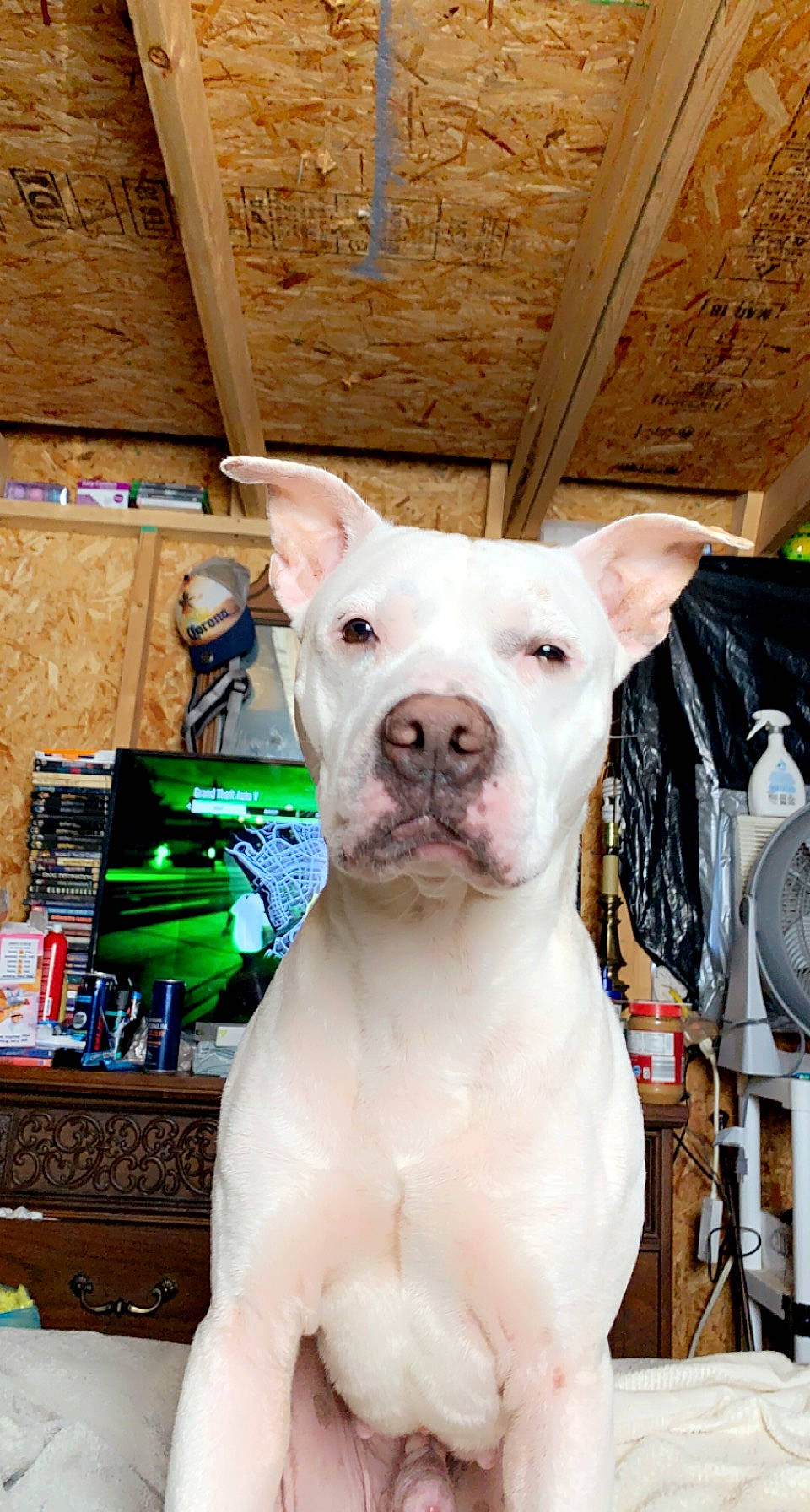 Bane is registered to the contest to win money with this photo: canidae, carnivore, collar, companion_dog, dog, dog_breed, dog_collar, dogo_guatemalteco, event, eye, fawn, head, non_sporting_group, old_english_terrier, snout, sporting_group, terrestrial_animal, whiskers, wood, working_animal