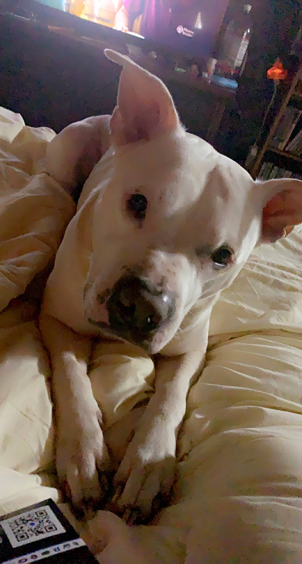 Bane joined the competition — help win amazing prizes! canidae, carnivore, collar, companion_dog, dog, dog_breed, dog_supply, ear, fawn, guard_dog, jaw, non_sporting_group, paw, pet_supply, puppy, snout, sporting_group, terrestrial_animal, whiskers, working_animal