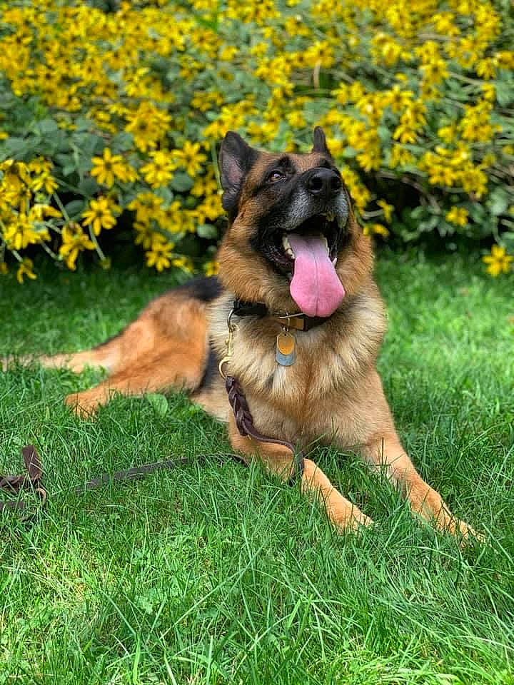 Thor is registered to the contest to win money with this photo: belgian_shepherd, belgian_shepherd_malinois, bohemian_shepherd, canidae, carnivore, dog, dog_breed, east_european_shepherd, flower, german_shepherd_dog, grass, king_shepherd, kunming_wolfdog, mammal, old_german_shepherd_dog, plant, rare_breed_dog, shiloh_shepherd_dog, tervuren, vertebrate