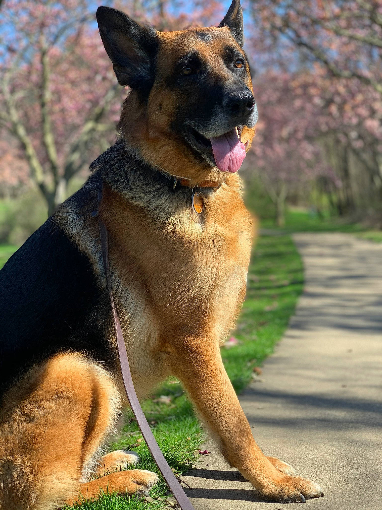Thor joined the competition — help win amazing prizes! belgian_shepherd, belgian_shepherd_malinois, canidae, carnivore, dog, dog_breed, east_european_shepherd, fawn, german_shepherd_dog, king_shepherd, kunming_wolfdog, mammal, old_german_shepherd_dog, police_dog, shiloh_shepherd_dog, snout, vertebrate, working_dog