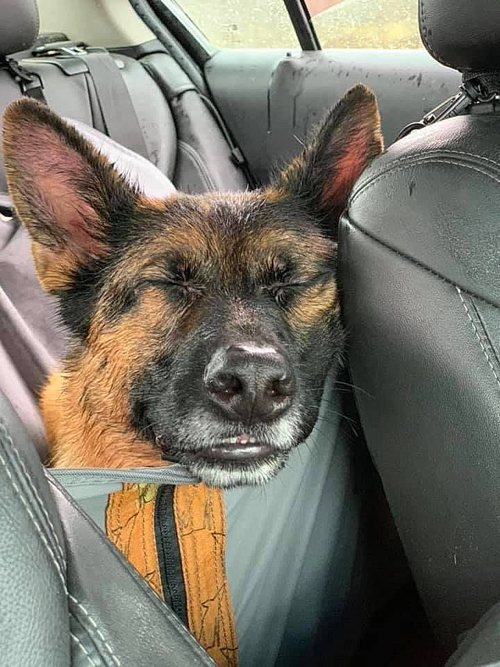 Nova joined the competition — help win amazing prizes! belgian_shepherd_malinois, canidae, carnivore, dog, dog_breed, ear, fawn, german_shepherd_dog, herding_dog, king_shepherd, mammal, old_german_shepherd_dog, police_dog, rare_breed_dog, snout, vertebrate, working_dog