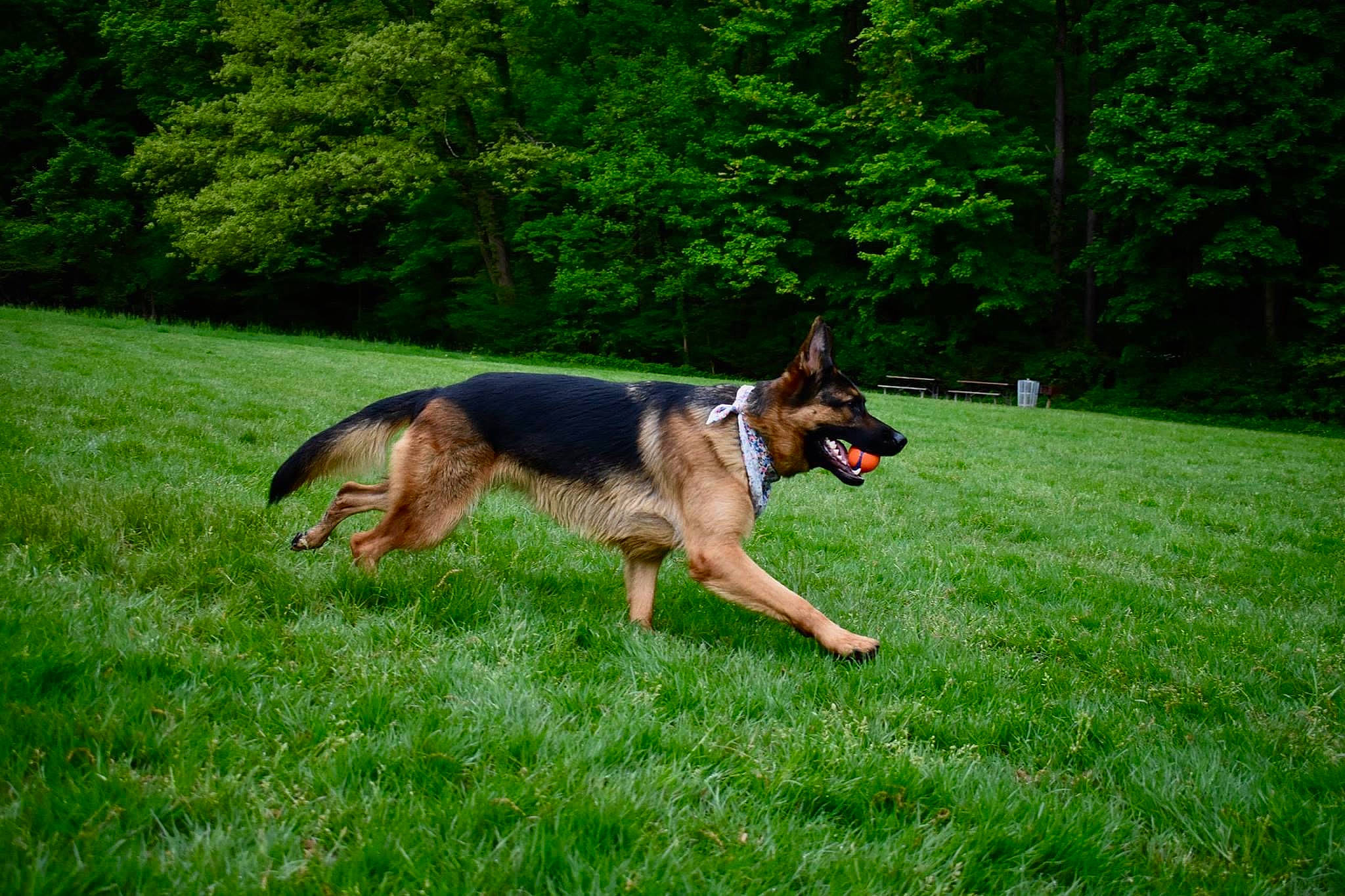 Nova is registered to the contest to win money with this photo: canidae, carnivore, dog, dog_breed, east_european_shepherd, german_shepherd_dog, grass, herding_dog, king_shepherd, kunming_wolfdog, mammal, old_german_shepherd_dog, schutzhund, shiloh_shepherd_dog, vertebrate, working_dog