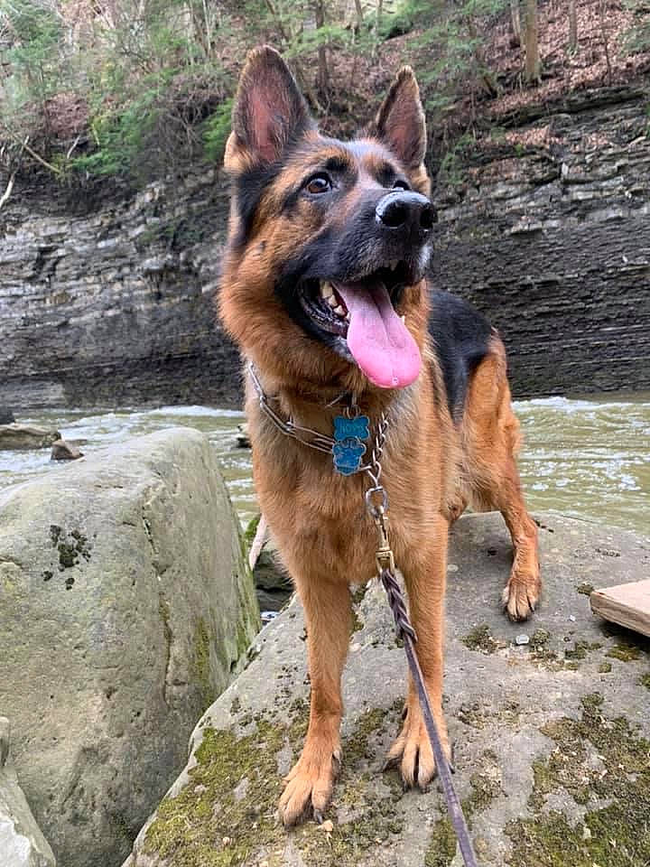 Nova joined the competition — help win amazing prizes! belgian_shepherd, belgian_shepherd_malinois, canidae, carnivore, dog, dog_breed, east_european_shepherd, fawn, german_shepherd_dog, king_shepherd, kunming_wolfdog, mammal, old_german_shepherd_dog, police_dog, rare_breed_dog, shiloh_shepherd_dog, tervuren, vertebrate, working_dog