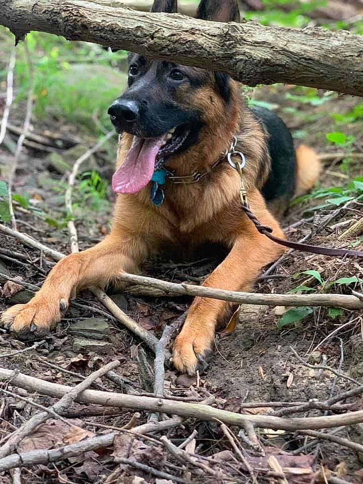 Nova joined the competition — help win amazing prizes! bavarian_mountain_hound, canidae, carnivore, dog, dog_breed, fawn, german_shepherd_dog, mammal, plant, working_dog