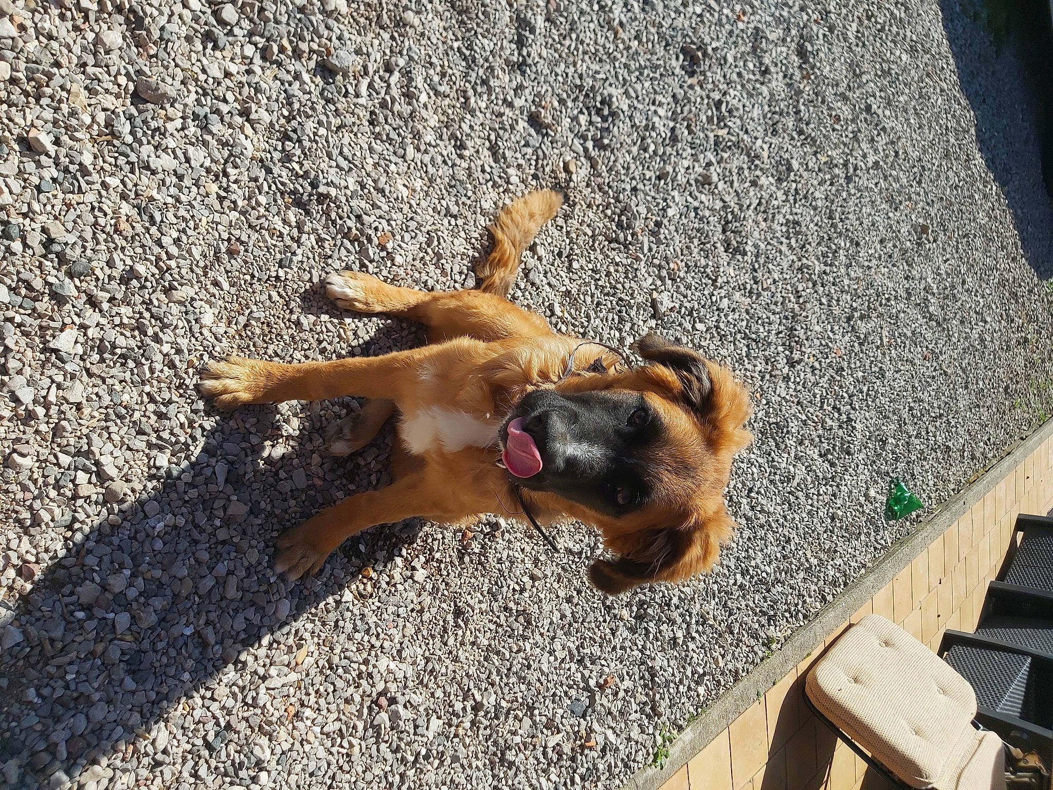 Sunny participe au concours pour gagner de l'argent avec cette photo : canidae, carnivore, companion_dog, dog, dog_breed, fawn, paw, road_surface, shadow, snout, sporting_group, street_dog, terrestrial_animal, wood, working_animal, working_dog