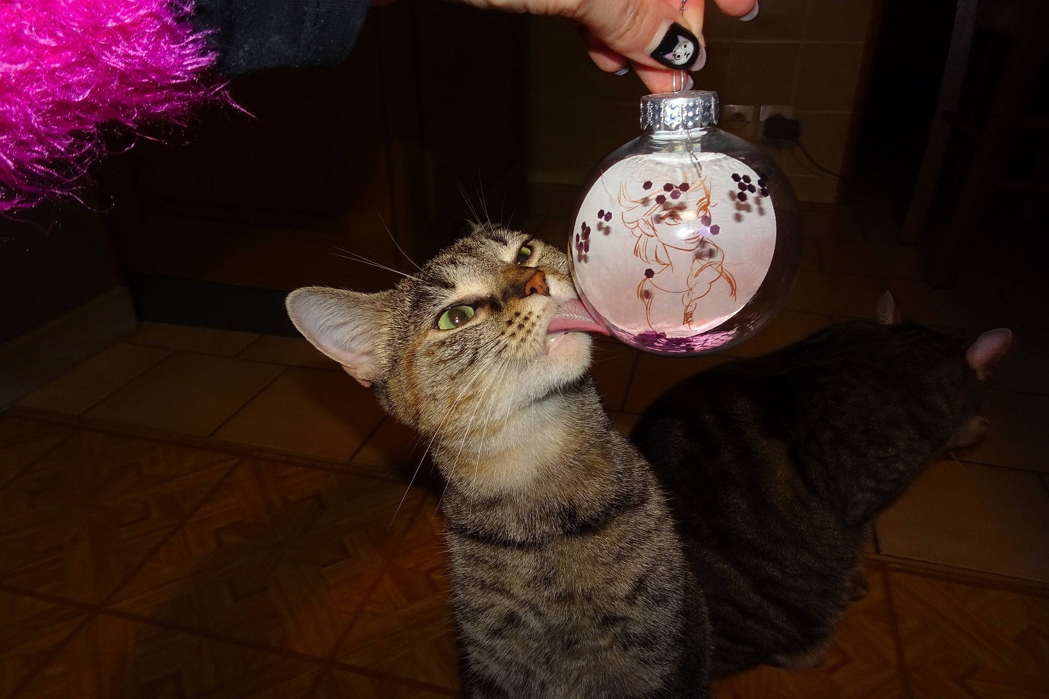 Cassie participe au concours pour gagner de l'argent avec cette photo : carnivore, cat, christmas, christmas_ornament, claw, domestic_short_haired_cat, drinkware, fashion_accessory, fawn, felidae, fur, jewellery, lap, mammal, nail, ornament, paw, small_to_medium_sized_cats, tail, whiskers