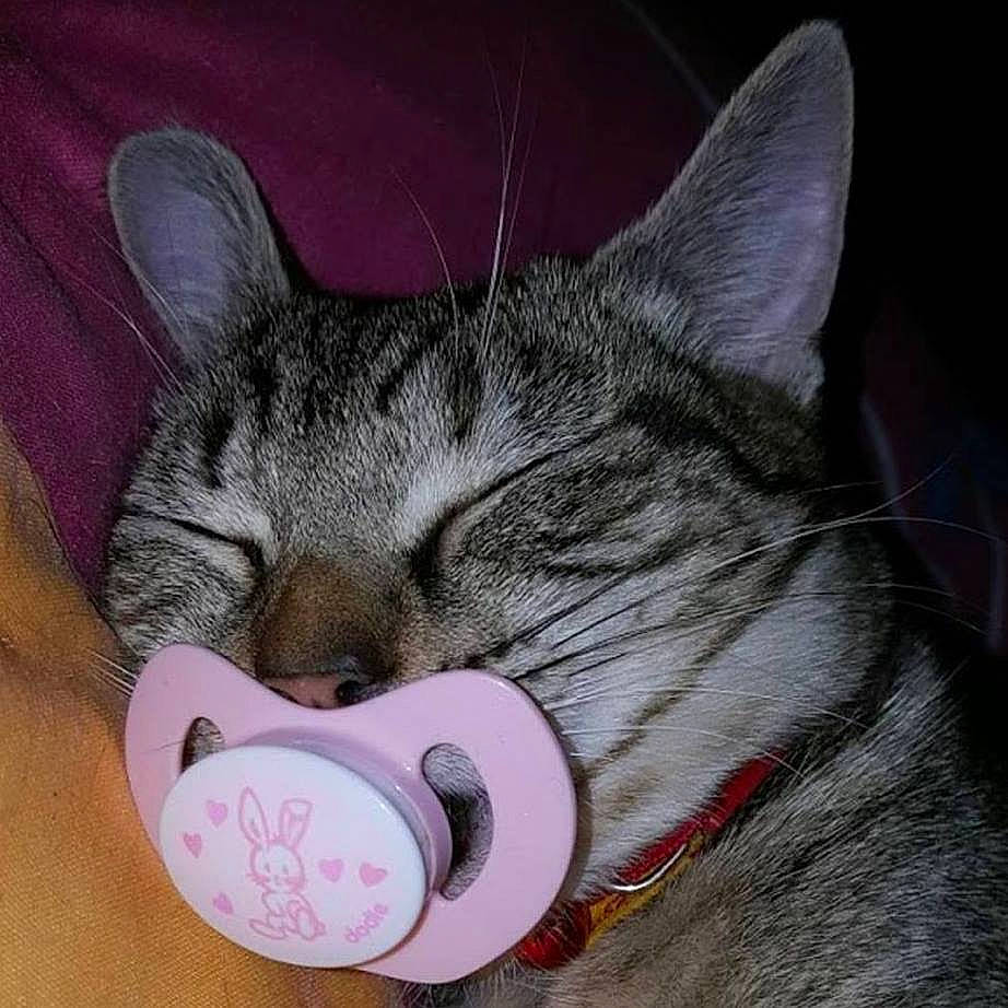 Clochette participe au concours pour gagner de l'argent avec cette photo : art, carnivore, cat, claw, comfort, cup, domestic_short_haired_cat, drinkware, ear, eye, felidae, fur, grey, head, nose, paw, small_to_medium_sized_cats, snout, tail, whiskers