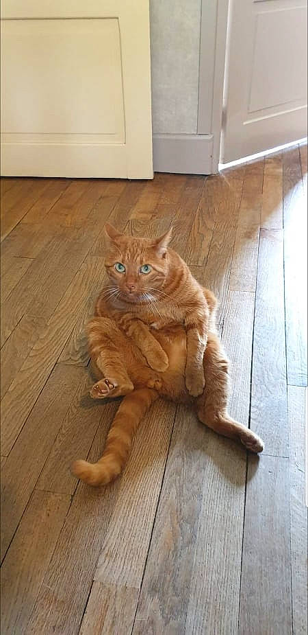 Roukxy a rejoint le concours — aidez-le/la à gagner de superbes lots ! cabinetry, carnivore, cat, comfort, fawn, felidae, floor, flooring, fur, hardwood, laminate_flooring, plywood, room, small_to_medium_sized_cats, tail, varnish, whiskers, wood, wood_flooring, wood_stain