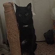 Gigi joined the competition — help win amazing prizes! cat, black_cat, pet, indoor, scratching_post, carpet, door, eyes, gaze, whiskers, feline, sitting, shadow, low_light, fur, pet_accessory, domestic, curious, portrait, black_fur