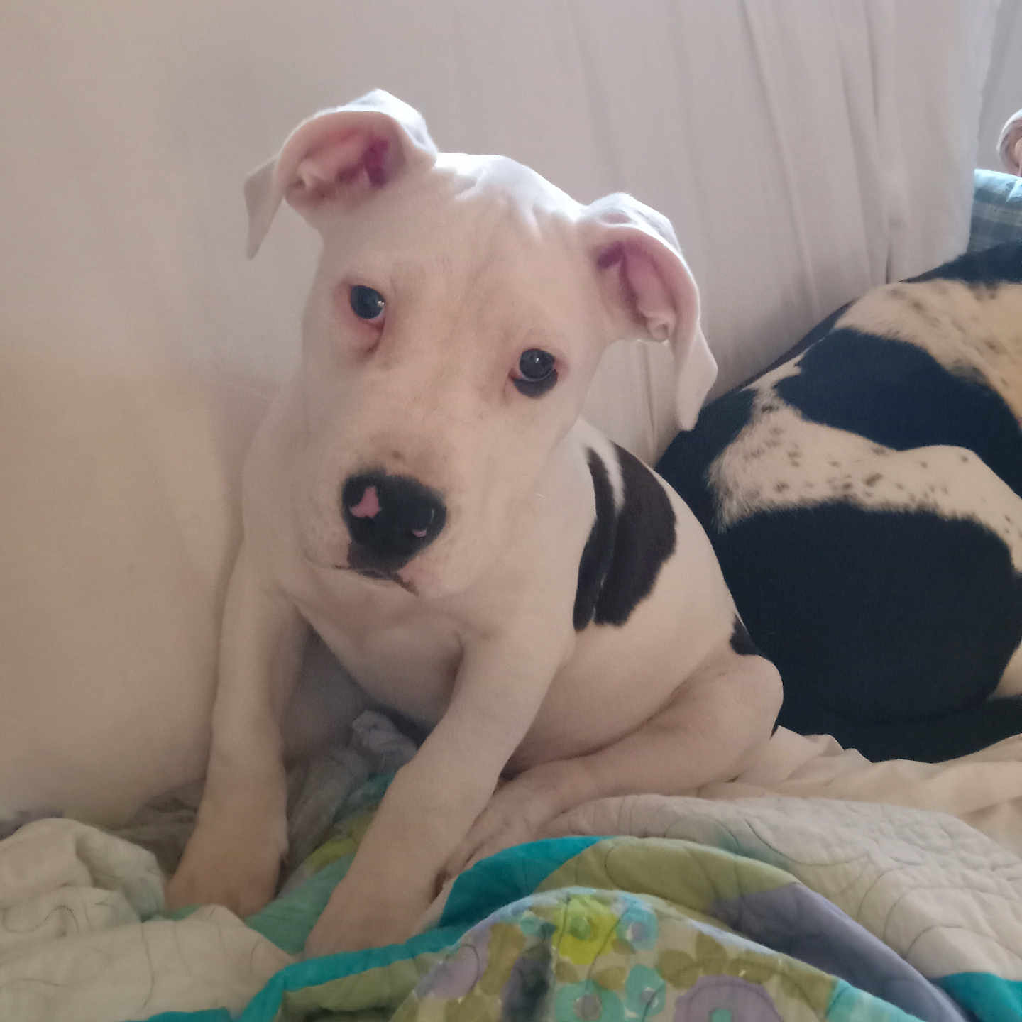 Lulu