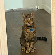 Bruno is registered to the contest to win money with this photo: cat, tabby, pet, indoor, wooden_floor, collar, name_tag, sitting, looking, curious, animal, feline, whiskers, ears, tail, front_paws, brown, striped, domestic_cat, house