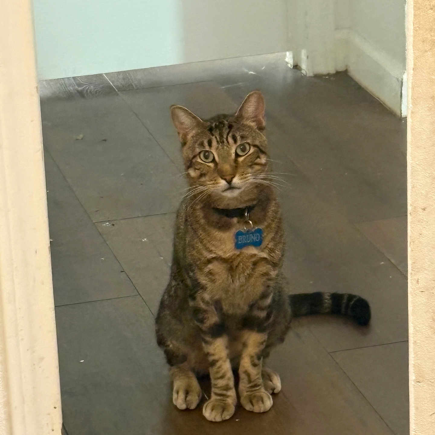 Bruno is registered to the contest to win money with this photo: animal, brown, cat, collar, curious, domestic_cat, ears, feline, front_paws, house, indoor, looking, name_tag, pet, sitting, striped, tabby, tail, whiskers, wooden_floor