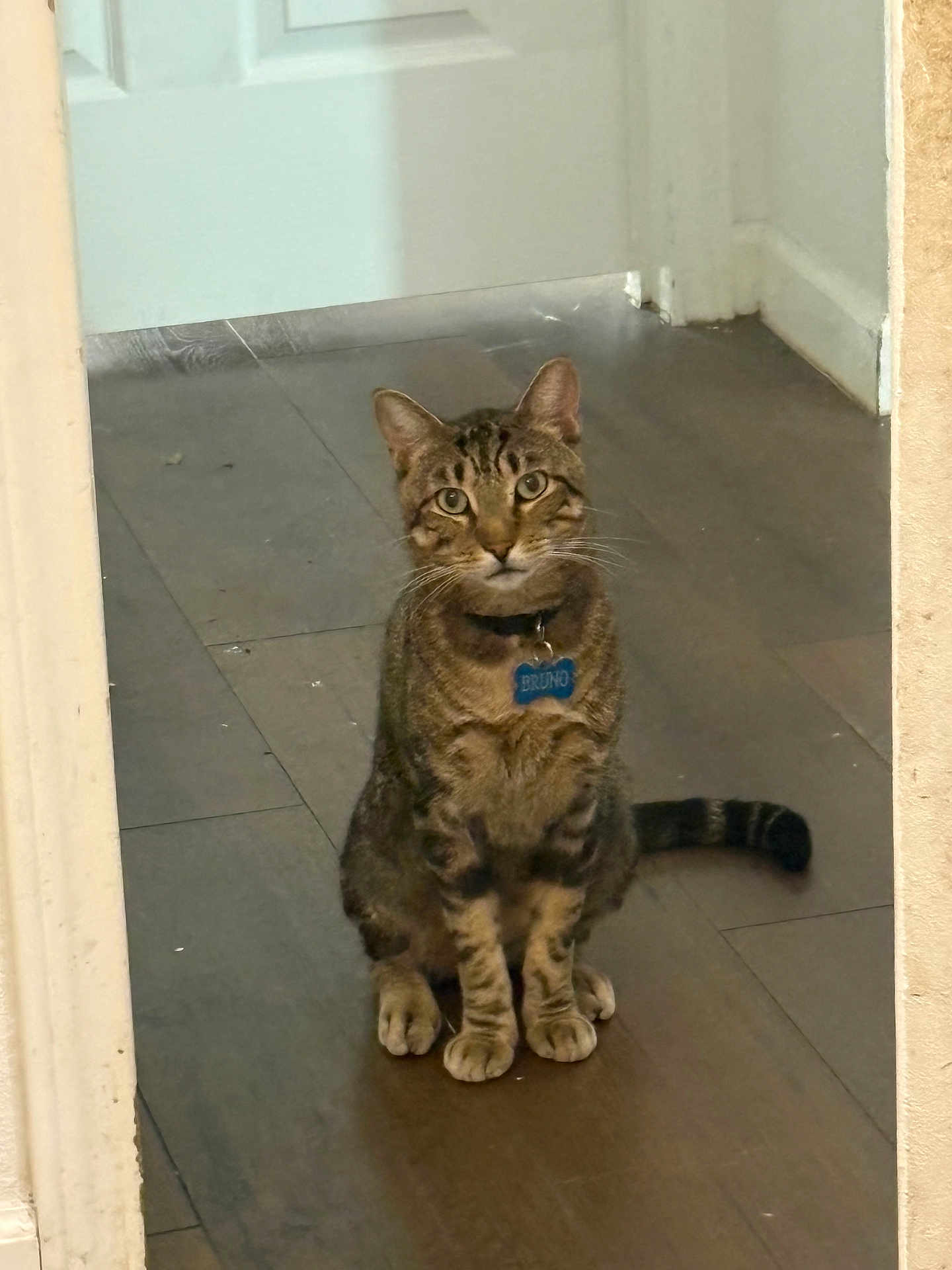Bruno is registered to the contest to win money with this photo: cat, tabby, pet, indoor, wooden_floor, collar, name_tag, sitting, looking, curious, animal, feline, whiskers, ears, tail, front_paws, brown, striped, domestic_cat, house