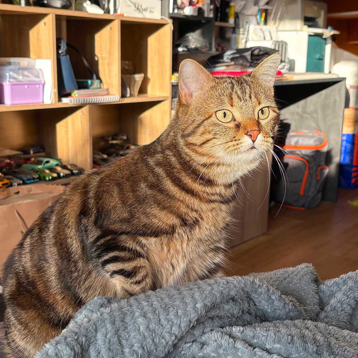 Salsa a rejoint le concours — aidez-le/la à gagner de superbes lots ! abyssinian, accessories, animal, architecture, bag, bookcase, box, building, cat, closet, couch, cupboard, furniture, handbag, hardwood, manx, pet, plywood, shelf, wood