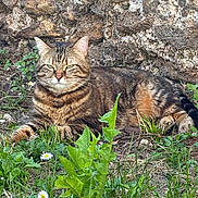 Salsa participe au concours pour gagner de l'argent avec cette photo : animal, cat, closeup, daylight, ears, eyes, fur, grass, greenery, lying_down, mammal, nature, outdoor, plant, relaxed, resting, stone_wall, tabby, whiskers, wildflowers